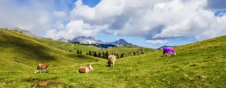 marketing-automation-to-drive-revenue